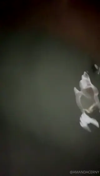 amanda_cerny leaked video preview