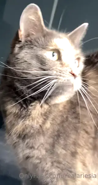 ariesiatv leaked video, frame 2