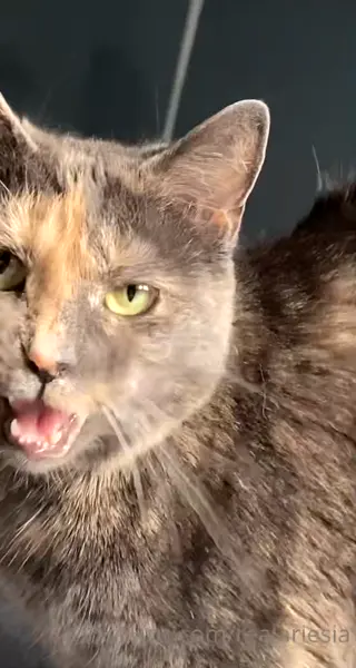 ariesiatv leaked video, frame 3