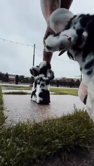 bantikboy leaked video preview