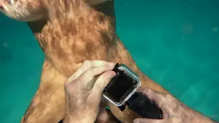 beachbby leaked video, frame 4