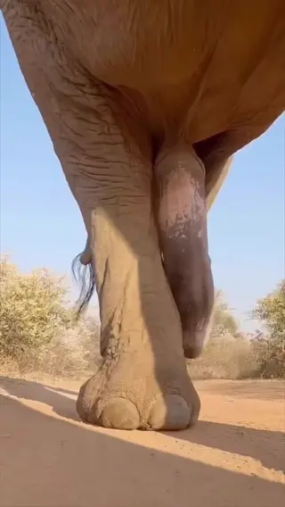 bebahan leaked video preview