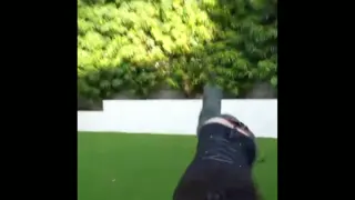 cinnabrit leaked video, frame 1
