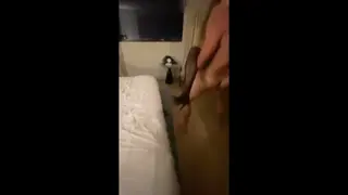 hotwife_nikki leaked video, frame 3