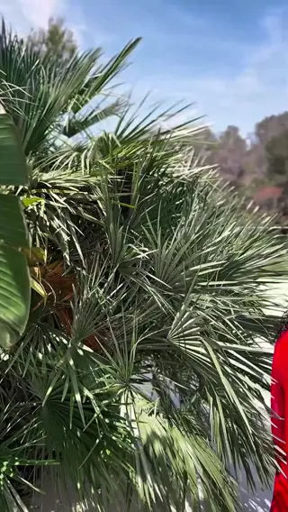 josyblack leaked video preview