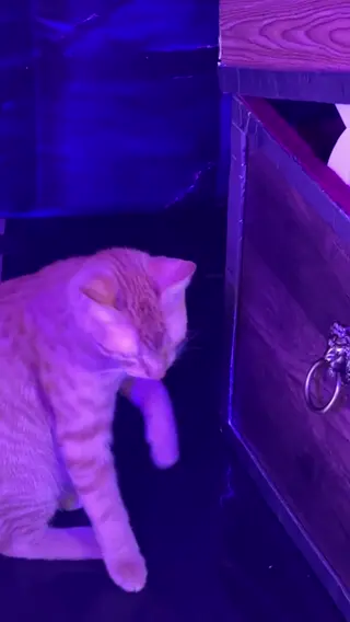 mangoloo leaked video preview