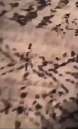 onlyjayus leaked video preview