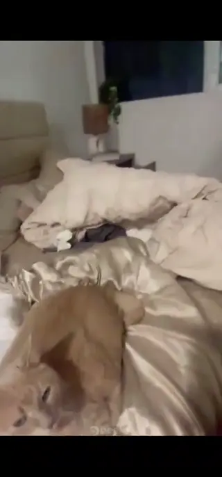 peeks_wins leaked video preview