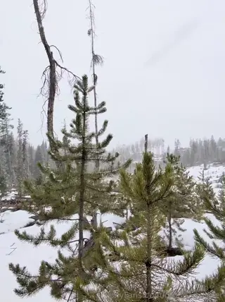 redheadwinter leaked video preview