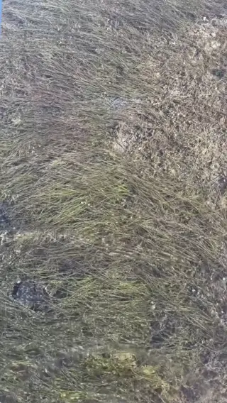 savage_ufc leaked video, frame 5