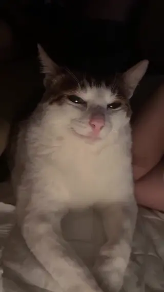 schyler_reighn leaked video preview