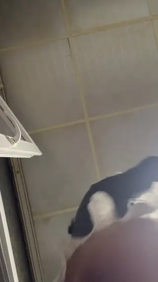 shebulkk leaked video, frame 4