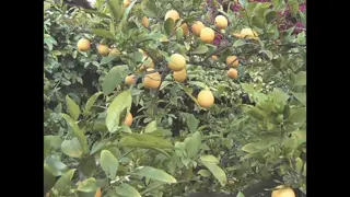 sincerelypisces leaked video, frame 5
