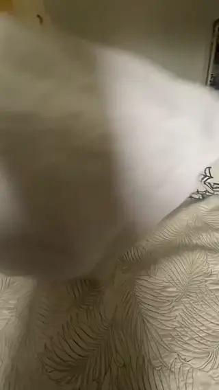 ssageasmrr leaked video preview